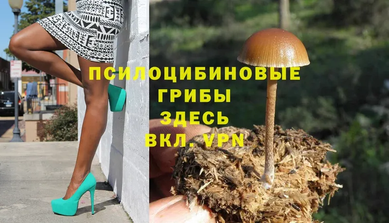 Галлюциногенные грибы Cubensis  omg ONION  Асино 